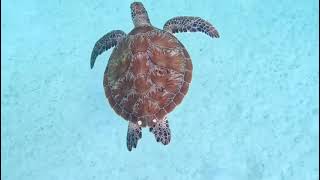 Turtle in crystal clear water [upl. by Pernell392]