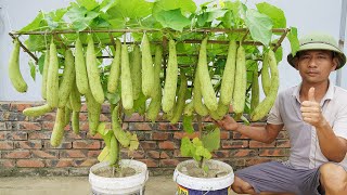 The Secret To Growing Luffa In Containers To Produce Lots Of Fruit Is Revealed [upl. by Lussier340]