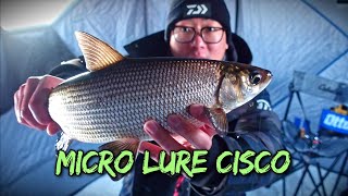 Mid Winter Ice Fishing CiscoTullibee with Micro Lure Fianlly drove on Pasqua Lake again 2022 [upl. by Asirral]