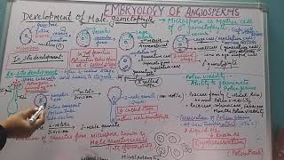 Development of Microgametophyte [upl. by Josephina]