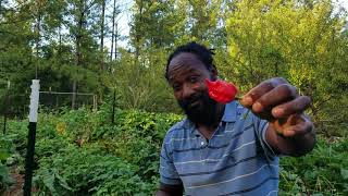 First Scotch Bonnet Pepper harvest of the season [upl. by Anayia]