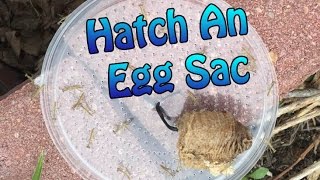 Praying Mantis Egg Sac Information  How To Hatch An Egg Case [upl. by Melisent127]