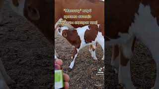 Treatment of diarrhea in calves [upl. by Akcebar44]