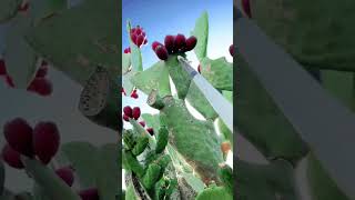 Amazing cactus plant music rap youtubeshorts instagram trending viralvideo satisfying sukoon [upl. by Richman]