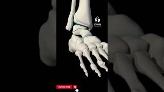 Ankle Eversion Sprain [upl. by Nneb]