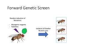 Genetic Screens amp RNAi [upl. by Dom]