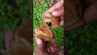 💥🤯 சப்போட்டா பழம் சாப்பிடலாமா⁉️ Sapodilla fruit  sapota  abithaakk sapota shortsfeed shorts [upl. by Ayak]