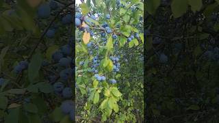 Sloe – Blackthorn Prunus Spinosa [upl. by Isacco]