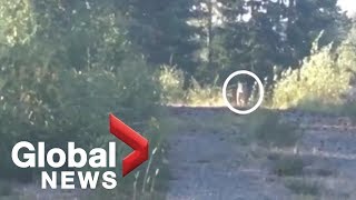 BC woman fends off wild cougar by blasting Metallica song [upl. by Cath]