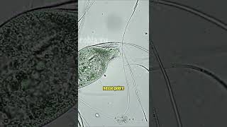 Paramecium é brutalmente consumido após ataque de um Dileptus microorganismos microbiologia [upl. by Tonya916]