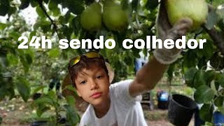 24H SENDO COLHEDOR ME INVENENEI COM AS FRUTAS [upl. by Acul]