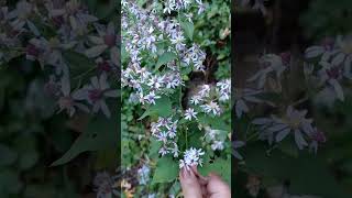 Asters amp Daisies fall blooming flowers in our yard autumnbeauty perennialflowers ourgarden [upl. by Olnee]