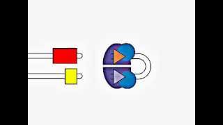 VDJ Gene Recombination [upl. by Qerat]