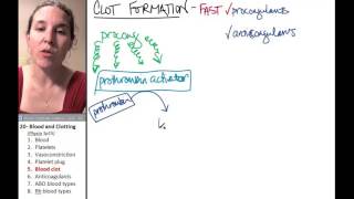 blood clotting [upl. by Nishom]