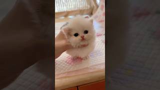 Kitten Lovers Are Going CRAZY Over This One Simple Trick💕😻cat pets kitten [upl. by Drallim740]