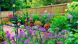 Pollinators Loving  HeatDrought Tolerant  NonStop Blooming  Free care  Proven winners Cleome [upl. by Ciapas478]