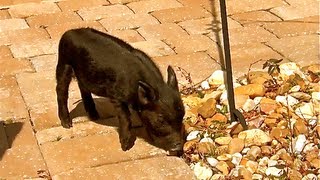 Cute Baby AnimalWild Baby PIG goes Wee Wee Wee all the way home Part 1 [upl. by Hildegaard]