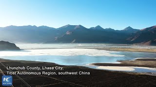 Tales of Tibetans Hello blacknecked cranes [upl. by Enilraep]