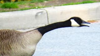 Canada Geese Fighting Honking Loud Sounds [upl. by Channa]