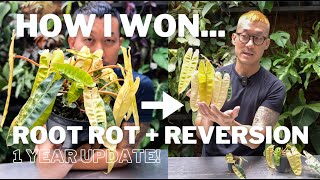 How I Overcame Root Rot and Reversion  DRAMA With Philodendron Billietiae Variegata  One Year [upl. by Elvis]