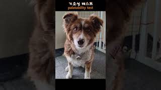 보더라엘 기호성 테스트palatability test 강아지 dog 보더콜리bordercollie borderlael pets cute [upl. by Aldwon67]