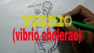 Vibrio choleraeVIBRIO [upl. by Eelorac]