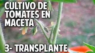 Cultivo de Tomate Parte 3  Como y Cuando transplantar cosasdeljardin [upl. by Corty]