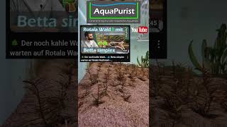 🤨 Rotala macht Bodenausläufer 🤔 Das ist uns neu 🤷 Shorts Aquaristik Aquarium Aquariumpflanzen [upl. by Adnyc]