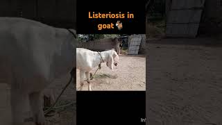 listeriosis in Goat Diagnosis treatment youtubeshort veternarian [upl. by Kolnos]