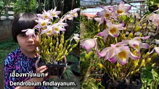 เอื้องพวงหยก ดอกหอมกลิ่นมะลิ สดชื่น Dendrobium findlayanum [upl. by Analaj]