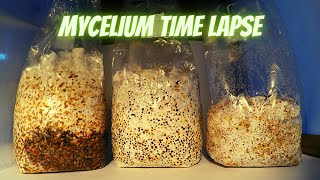 Mycelium Time Lapse [upl. by Von772]