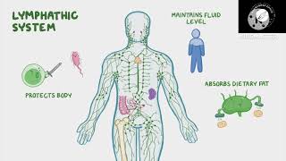 Anatomy amp Physiology Of Human Lymphatic System [upl. by Selina276]