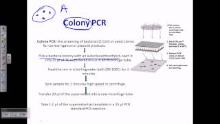 Colony PCR [upl. by Materse965]