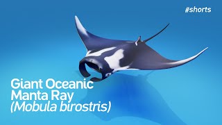 🐟 Giant Oceanic Manta Ray [upl. by Aiouqahs]