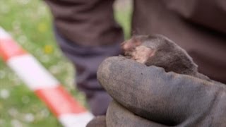 Staf en Joeri vangen een mol  Wild van Dieren  VTM [upl. by Ahsitam]