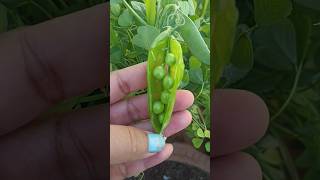 Green Pea Growth peas peaplant mattar [upl. by Lanod309]