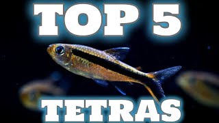 My Top 5 Tetra Fish for your Aquarium [upl. by Elish]