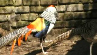 lady amhersts pheasant courtship display [upl. by Ahsok]