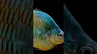 rainbow fish  rainbow fish aquarium shorts colourfullfish viralshorts viral rainbowfish [upl. by Ramo]