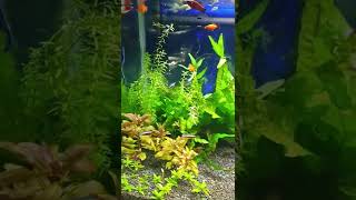 Can Betta Live in Community Tank [upl. by Stryker]