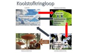 Koolstofkringloop [upl. by Veleda]