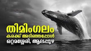 തിമിംഗലം കരക്കടിഞ്ഞപ്പോൾalappuzha alappuzha🏝️ kanichukulangara cherthala [upl. by Eiraminot]