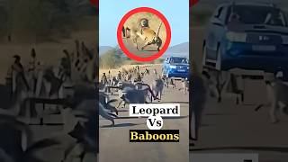 Leopard attacks gang of baboons 🐒 animals wildlife viral [upl. by Aliel]