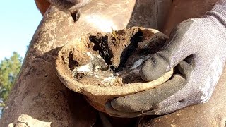 Trimming Long and Overgrown Hooves  Trimming Both front Hooves  What Farriers See  So Satisfying [upl. by Asiluy699]