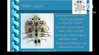 ปรสิตกลุ่ม Cestode และ crustaceans [upl. by Killy346]