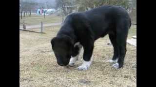 alabaj puppies in kennel Is StumbrynoSredneasiatskaja ovcharka [upl. by Joell]