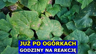 Już po Ogórkach Godziny na Reakcję lub Koniec Uprawy Mączniak rzekomy oprysk interwencyjny Uprawa [upl. by Llenrad]