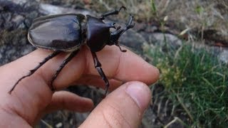 Trypoxylus Allomyrina dichotoma septentrionalis  Rhinoceros Beetle  Nashornkäfer [upl. by Aidul]