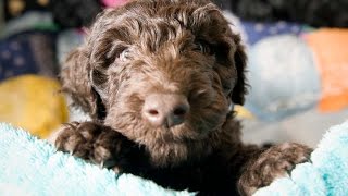 Barbet French Water Dog [upl. by Helsell]