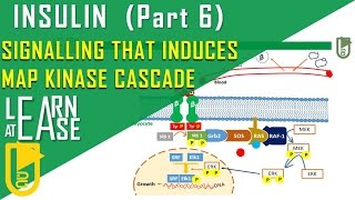 Insulin Part 6 Signalling that induces Growth by MAP kinase pathway [upl. by Gettings997]